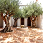 Create a Mediterranean garden with olive trees